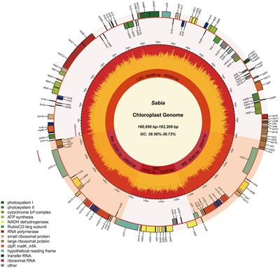 Complete chloroplast genomes of 11 Sabia samples: Genomic features, comparative analysis, and phylogenetic relationship